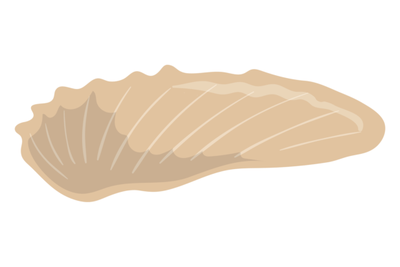 Download Seashell Color Icon. Marine Fauna. Shell - Premium Resources